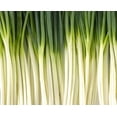 thumbnail image 6 of Scarborough Seeds 250 Tokyo Long Green Onions Plant Seeds, Non GMO, 6 of 8