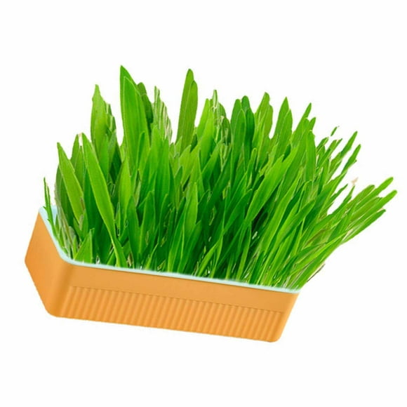 Hydroponic Cat Grass Kit - Soil Free Growing With Catnip, Contains Cat Grass And Planter - Promotes Digestion And Oral Health, Convenient For Indoor Household