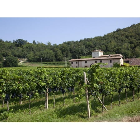 Vineyard Near Parma, Emilia Romagna, Italy, Europe Print Wall Art By Frank