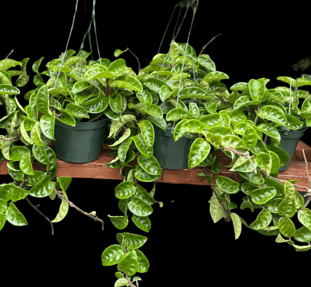 Hoya Krinkle Carnosa Plant Live, Hoya Plant Live Indoor Outdoor, Hoya Plant 4 Inc Pot Bareroot for Planting
