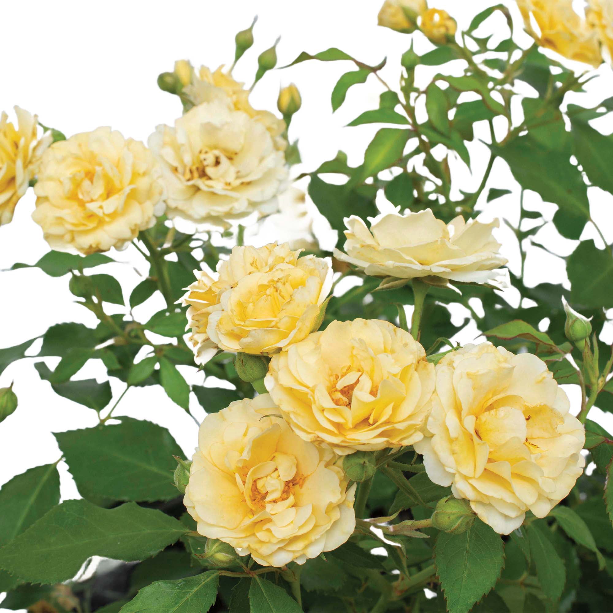 Drift Rose Buttercream Tree Live Shrub (3 Gallon)
