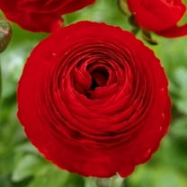 Red Ranunculus Corms for Planting - (10 Corms)