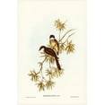 thumbnail image 2 of Gould, John 23x32 Black Ornate Wood Framed with Double Matting Museum Art Print Titled - Northern Fantail-Rhipidura isura, 2 of 4