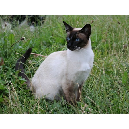 Canvas Print Siamese Cat Domestic Cat Breed Cat Felidae Cat Pet Stretched Canvas 10 x (Best Domestic Cat Breeds)