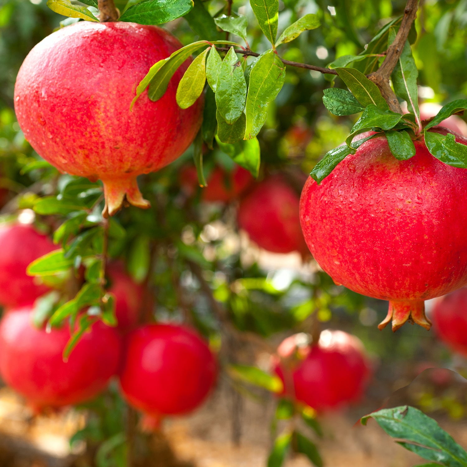 Expert Gardener 3-4 ft tall Wonderful Pomegranate Live Tree in 7-Gallon Grower Pot