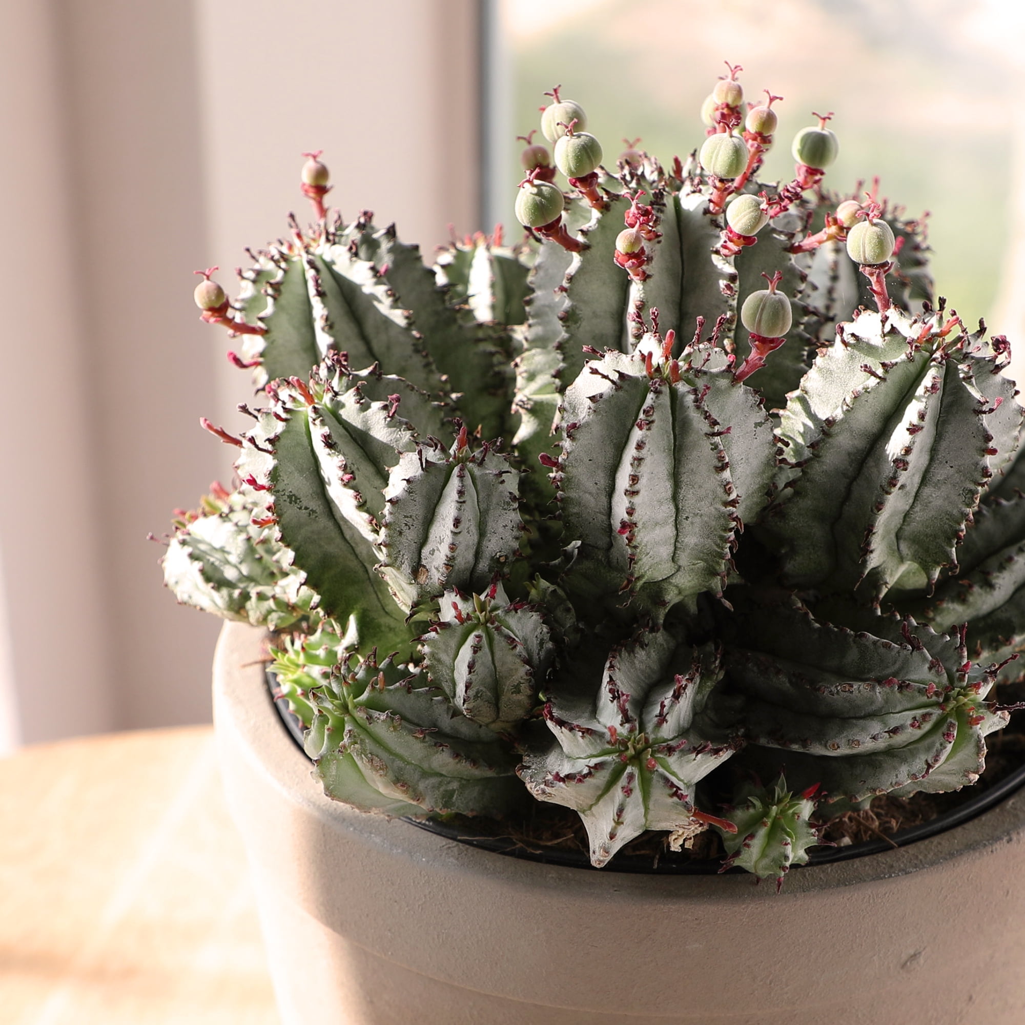 Altman Plants African Milk Barrel, Rare Euphorbia Cactus | 6in Décor Pot, Filtered Sun, Exotic Plant