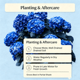 thumbnail image 4 of Hydrangea Shrub, Shade Plant for Gardens-Easy Grow-Low Maintenance-Ideal for Beds Borders, Plant Pots & Planters, 4 of 5