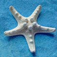 thumbnail image 2 of 2 piezas de concha de estrella de mar de estrella de mar natural para hacer decoración artesanal Diy Afortunado Sencillez, 2 of 5