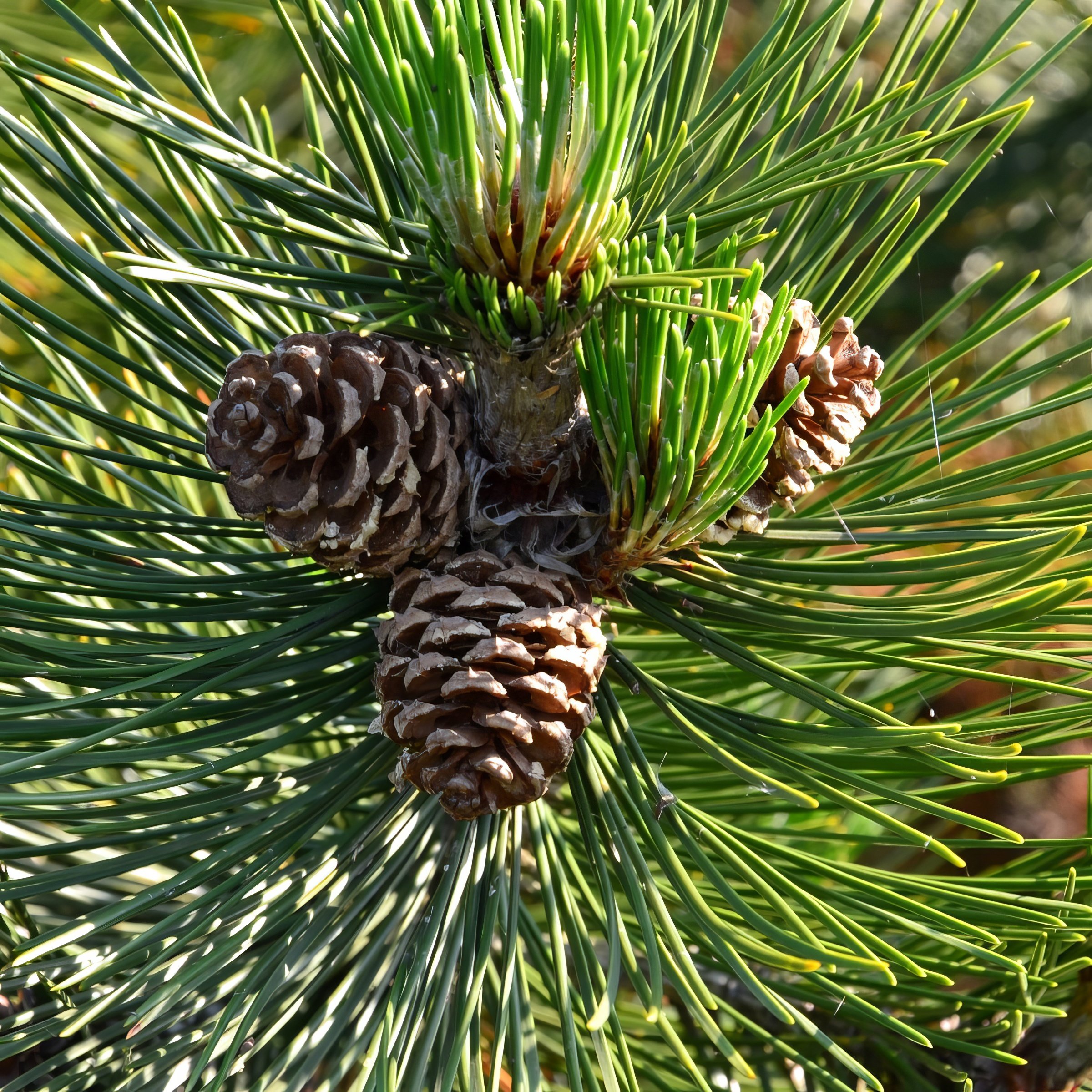 National Plant Network 1 gal. Pinus Loblolly Tree