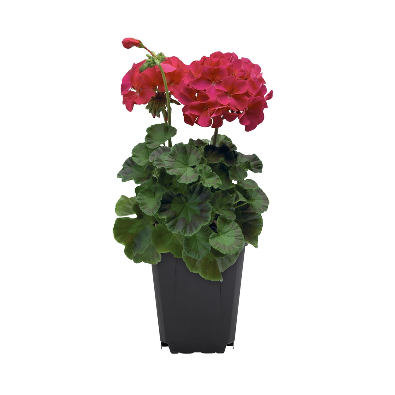 Expert Gardener 1PT Purple Geranium Live Annual Plant Sun 6-Pack