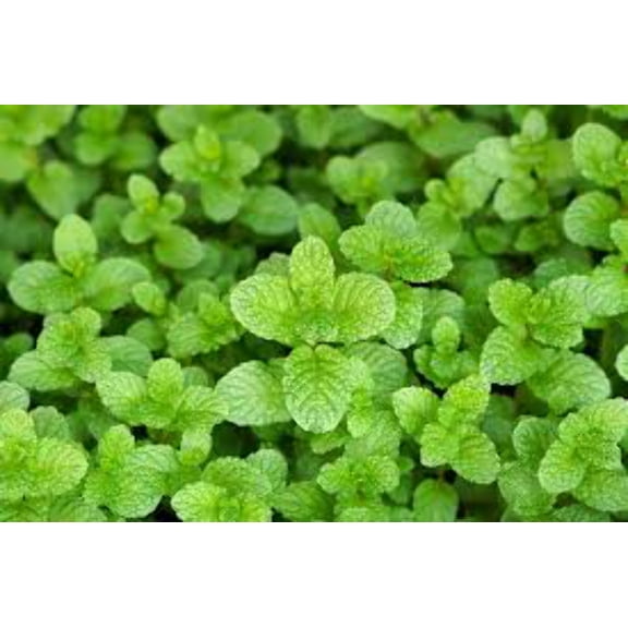 5 Spearmint - Edible Herb Plant, Refreshing Tea  Cooking, Zones 3-11 (3.25" Pots), Perennial, Herbs, Live Outdoor Plants