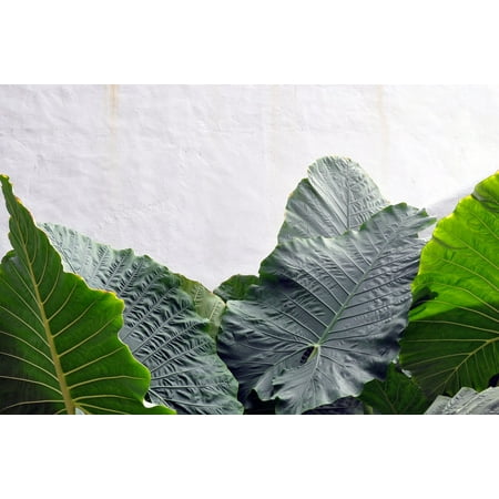 Anthurium Leaf - LAMINATED POSTER Plant Green Foliage Anthurium Leaf Poster Print 24 x 36