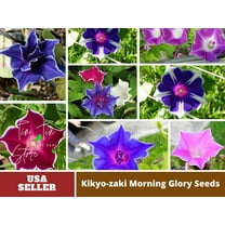 PEMDASGARDEN 30 Kikyo-zaki Morning Glory Seeds, Rare Color Mix for Garden Planting