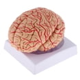 thumbnail image 2 of Herramienta de Enseñanza de Estudio Modelo de cerebro desmontado Sunnimix Modelo de nervio cerebral humano, 2 of 8