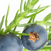 Juniper