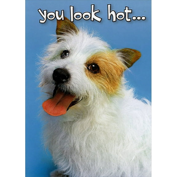 Designer Greetings You Look Hot : White and Brown Dog Funny : Humorous Birthday Card