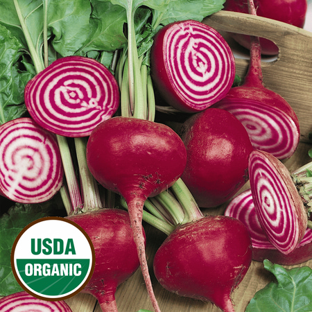 Everwilde Farms - 250 Organic Chioggia Beet Seeds - Gold Vault Jumbo Bulk Seed (Best Fodder Seed For Horses)