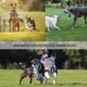thumbnail image 5 of Juguete para Perros Cuerda Indestructible para Perros Grandes y Fuertes, Juguete de Cuerda para Perros, 90 cm 5 Nudos, Cuerda para Masticar Agresivamente, Cuerda Interactiva para Razas de Perros, 5 of 6