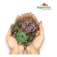 thumbnail image 2 of Sustrato Para Cactus Y Suculentas Palhogar 20 Lts, 2 of 4