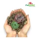 thumbnail image 2 of Sustrato Para Cactus Y Suculentas Palhogar 20 Lts, 2 of 4