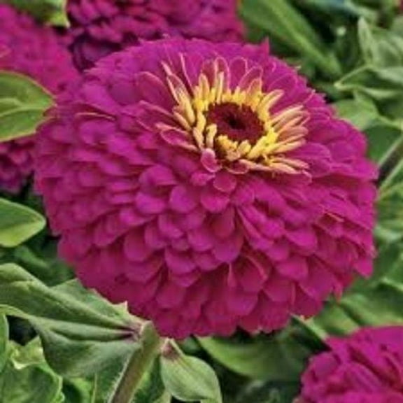 Zinnia Uproar (Elegans) Nice Garden Flower 10 Seeds