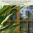 thumbnail image 2 of 4 Live Lomandra Longifolia Plants – Hardy & Versatile Ornamental Grass in 2.5” Nursery Cubes – Drought-Tolerant & Ideal for Borders, Ground Cover, and Erosion Control, 2 of 9