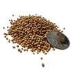 thumbnail image 3 of Crimson Clover Seeds 1 LB for Canada Lawn (1 Pound), 3 of 3