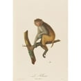 thumbnail image 3 of Jean-Baptiste Audebert 11x14 Black Modern Framed Museum Art Print Titled - And Rhesus (1797), 3 of 5