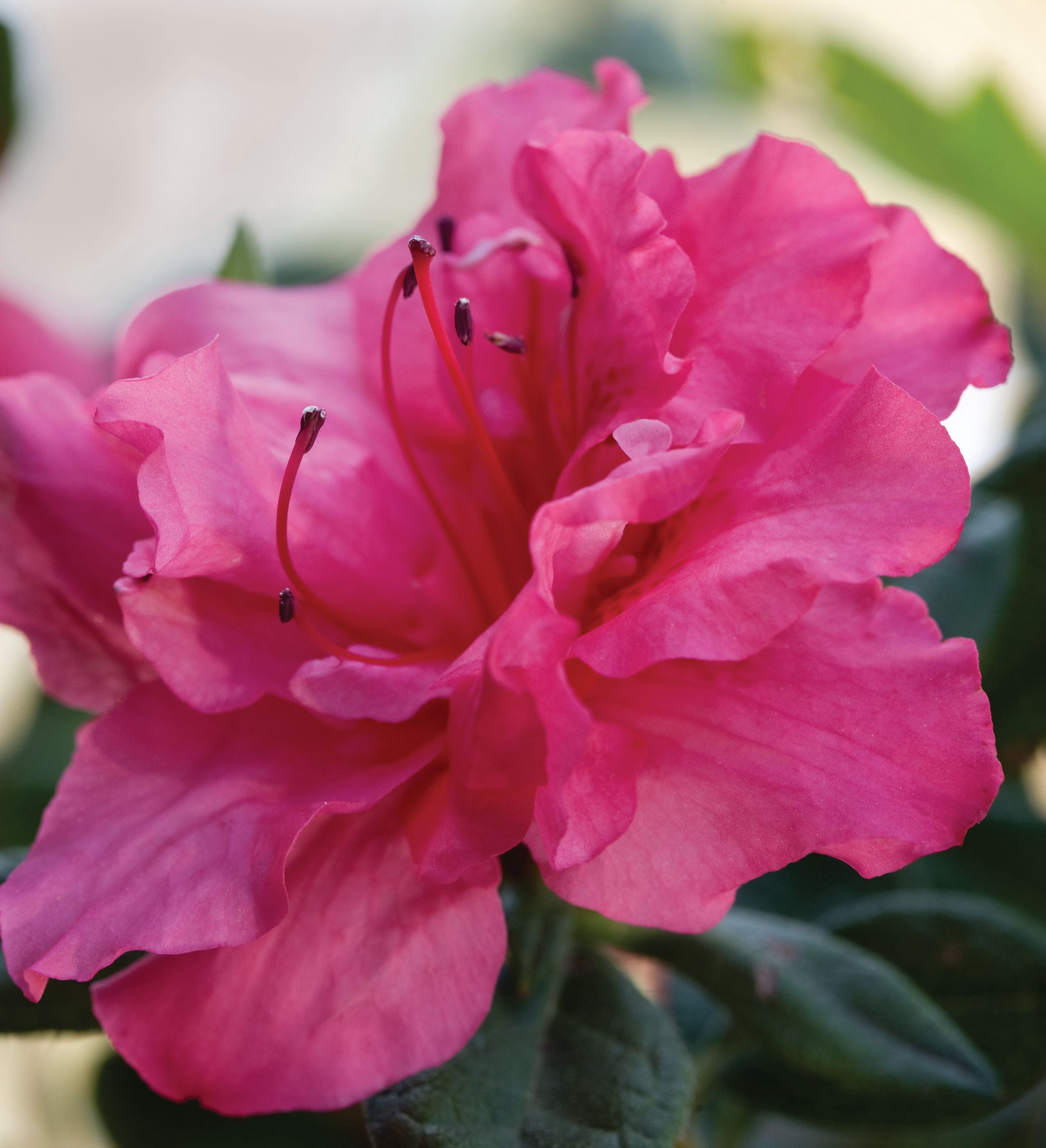 Encore Azalea Autumn Rouge (3 Gallon) Dark Pink Flowering Shrub - Full Sun Live Outdoor Plant