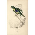thumbnail image 2 of Cape Parakeet, Psittacus Capensis Poster Print By ® Florilegius Mary Evans (24 X 36), 2 of 4