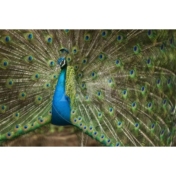 Male Indian Peacock in Costa Rica, Animals Scenic World Culture Unframed Photographic Print Wall Art Sold by Art.Com