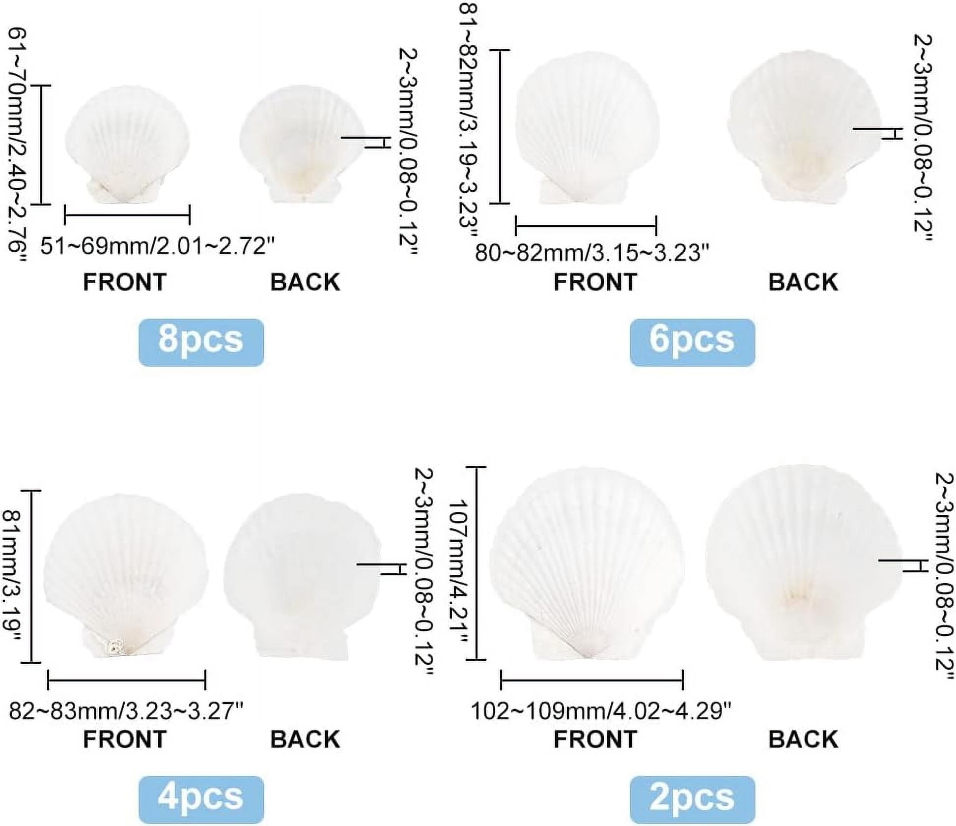 20pcs 2.4-4.2 Inch Large Scallop Shells 4 Sizes Natural Scallop White Craft Seashells Ocean Beach Shells for Decorating DIY Painting Mermaid Beach Party Wedding Home Decor for DIY