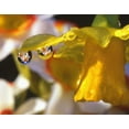 thumbnail image 2 of Terrill, Steve 18x15 White Modern Wood Framed Museum Art Print Titled - OR, Dewdrops clinging to daffodil petals, 2 of 4