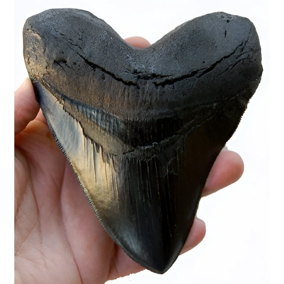 5.5 Inch Megalodon (Carcharodon megalodon) tooth, Black with Serrations (Replica)