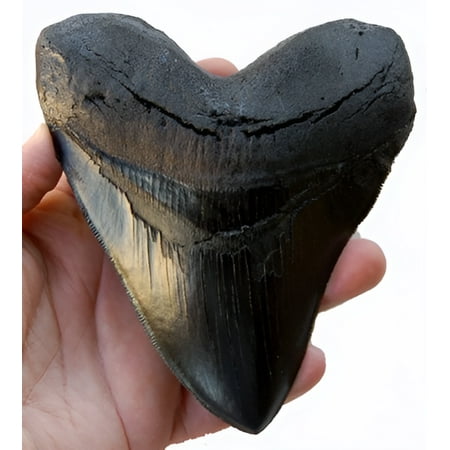 5.5 Inch Megalodon (Carcharodon megalodon) tooth, Black with Serrations (Replica)
