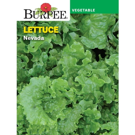 Burpee Nevada Lettuce Seeds, Annual Vegetable Gardening Seeds, Full Sun