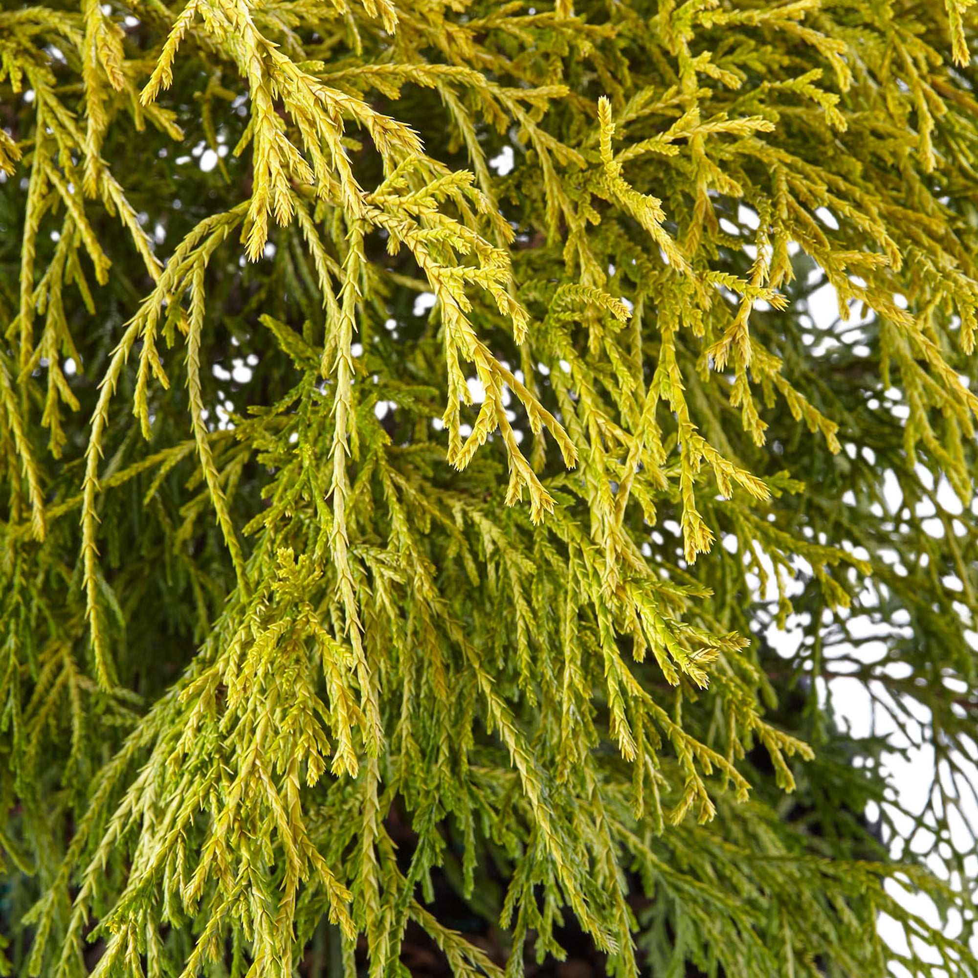 (5 pack) Expert Gardener Gold Mop False Cypress Live Shrub in 2.5-Quart Grower Pot