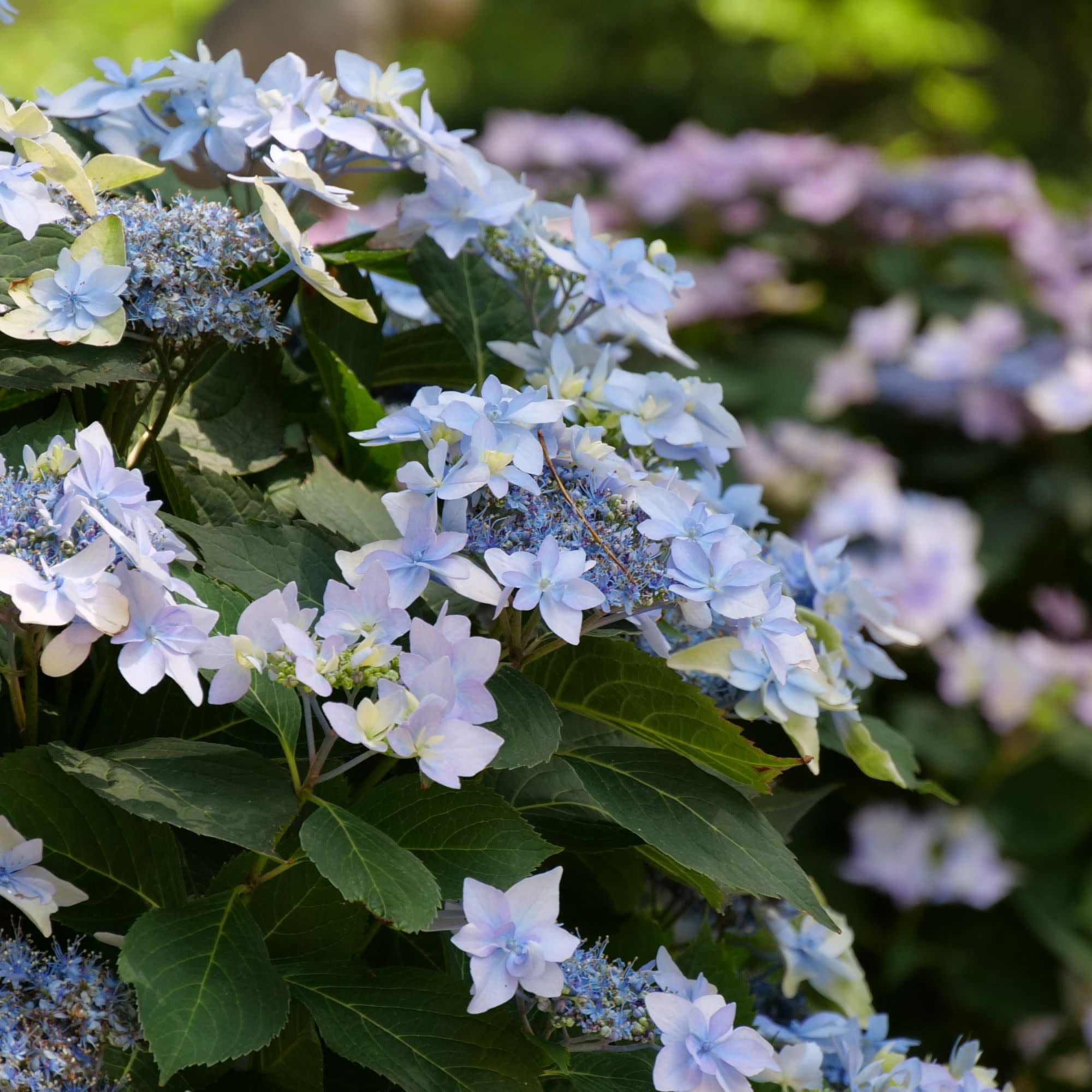 Proven Winners ColorChoice 5" Multicolor Tuff Stuff Ah-Ha Reblooming Mountain Hydrangea Live Plant in 4.5" Pot (4 Count)