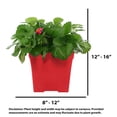 thumbnail image 4 of Expert Gardener 14" Red Strawberry Live Plants in 7" Decorative Pot Full Sun, 4 of 8