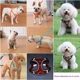 thumbnail image 4 of Pechera-arnés Y Correa Para Perros Set Reflectivas + Regalo, 4 of 6