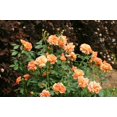 thumbnail image 4 of At Last® Rose, 4 of 8