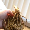 thumbnail image 7 of Fast Growing, Hostas Planting-(Non-Artificial)- Garden Stakes-Bloom Year After Year, Home Decoration-Ornamental-PremiumBeautiful Gift Garden-, 7 of 7