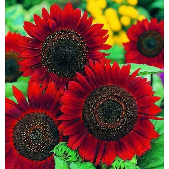 20 Red Sun Sunflower Seeds | Heirloom | Non-GMO | Fresh Garden Seeds Easy to Grow Free Shipping