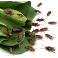 thumbnail image 4 of Juguetes para bromas falsas con cucarachas falsas, Ksquare, truco y broma, 100 unidades, 4 of 6