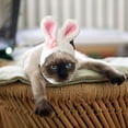 thumbnail image 4 of Dsscvnef Pet Cat Decorative Hat Cat Personality Headgear Rabbit Headgear Internet Small Ear Hat, 4 of 4