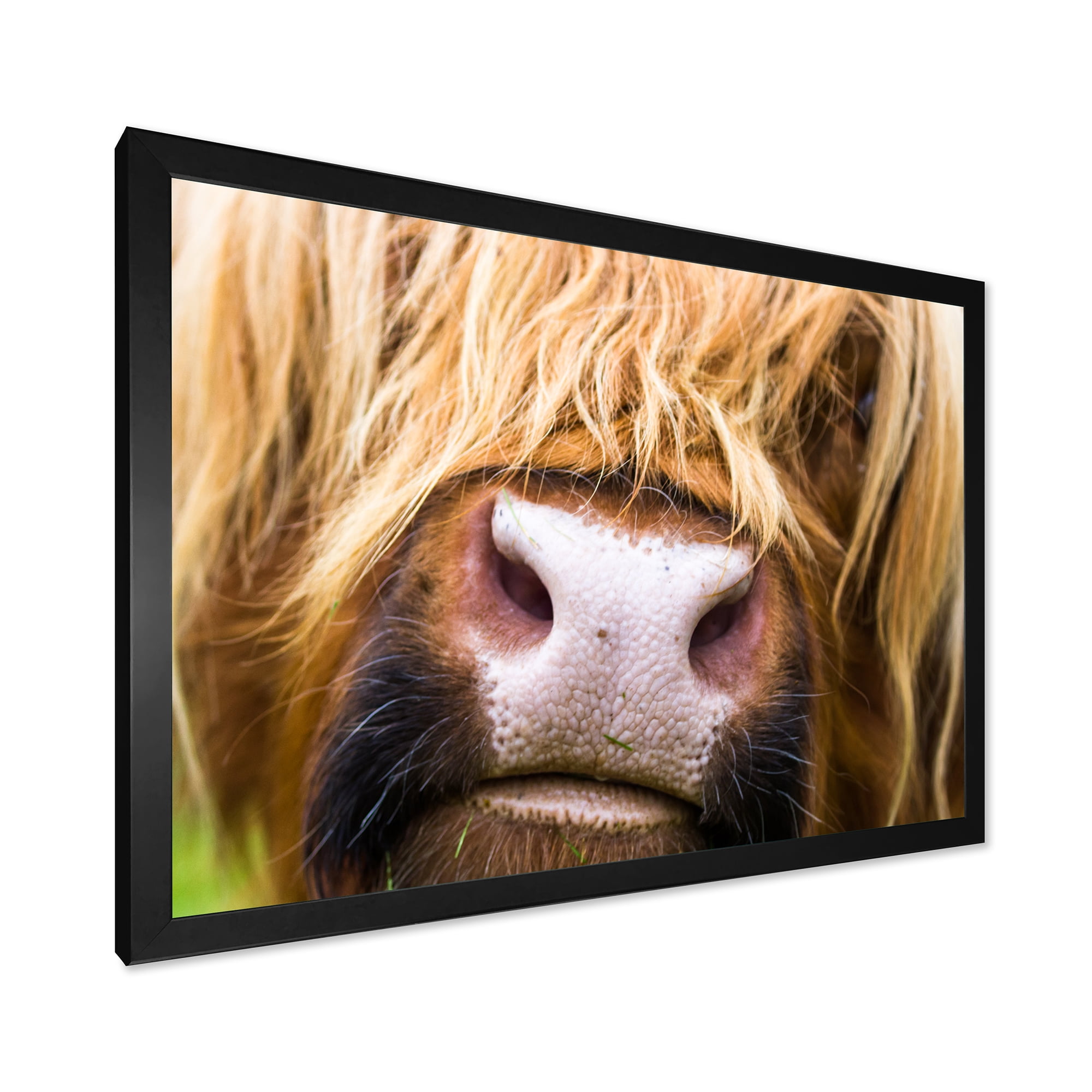 Designart 'Close-Up Highland Cattle' Farmhouse Framed Art Print
