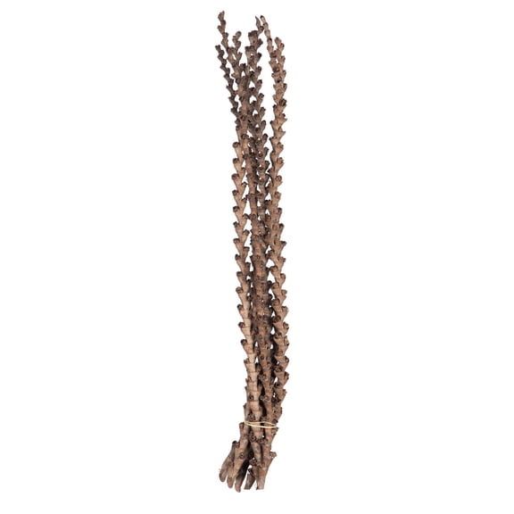 Vickerman 32-36" Ladder Branches Natural. Includes 7 Branches per Pack, Dried
