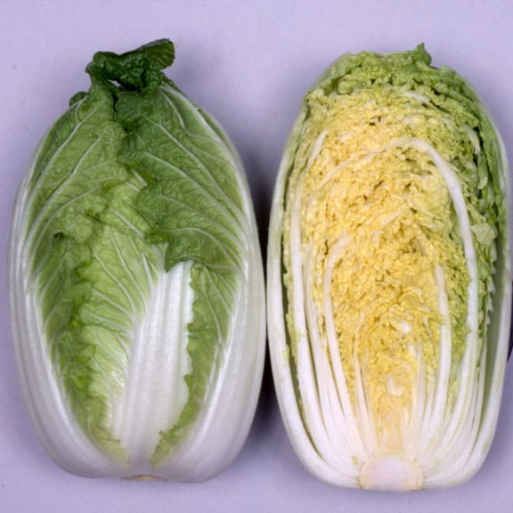 Chinese Cabbage Seeds - Mini Kisaku 50 - Hybrid - 1 g Packet ~410 Seeds - Non-GMO, F1 Hybrid - Asian Garden Vegetable
