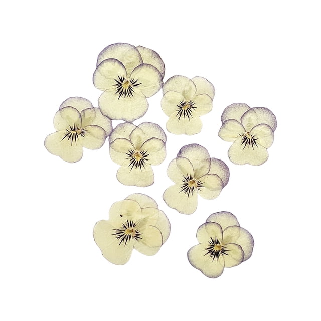 Injueey 12 Pieces Dried Flower Crafts Multipurpose Flowers Handicrafts Accessories Jewelry DIY Decor Craft Make Accessory Pressed Type5 NO5