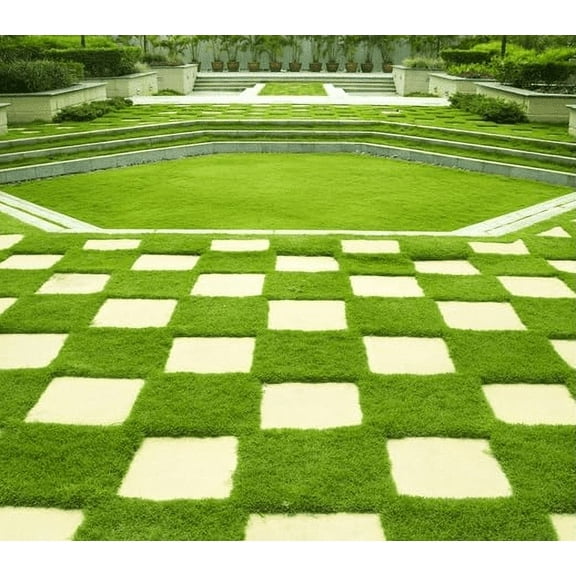 5.000 Emerald Zoysia Grass Seeds for Lawn, Zoysia Japonica Seeds Ornamental Grass Seed